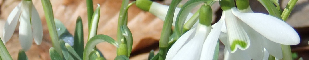 Aplicatii web
